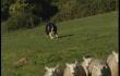 Sprimont: Concours de chiens de troupeau